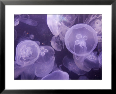 Close View Of Jellyfish At The Pittsburgh Zoo by Stacy Gold Pricing Limited Edition Print image