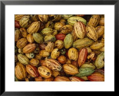 Cocoa Bean Pods Of Varying Shades Of Yellow, Green, And Red by James L. Stanfield Pricing Limited Edition Print image