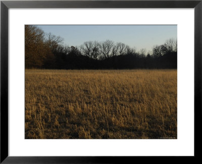 Prairie Grasses Near A Wooded Area In Oklahoma by Joel Sartore Pricing Limited Edition Print image
