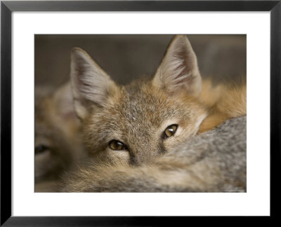 Swift Fox At The Omaha Zoo, Nebraska by Joel Sartore Pricing Limited Edition Print image