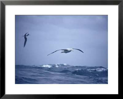 Wandering Albatross Gliding In Flight Over The Ocean Surface, Australia by Jason Edwards Pricing Limited Edition Print image