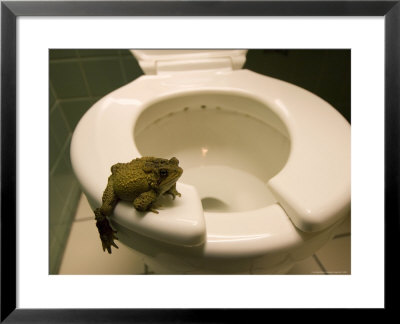 An Eastern American Toad In A Motel Room Bathroom by Joel Sartore Pricing Limited Edition Print image