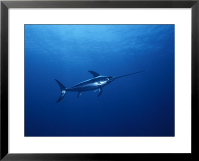 Solitary Broadbill Swordfish Swimming In A Sea Of Blue by Brian J. Skerry Pricing Limited Edition Print image