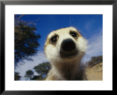 Close View Of A Meerkat's Face by Mattias Klum Pricing Limited Edition Print image