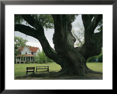 Benches Under A Live Oak Tree On The Grounds Of An Old Farm House by Raymond Gehman Pricing Limited Edition Print image