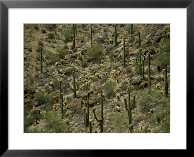 Saguaro Cactus Plants Dot A Sonoran Desert Hillside At Gates Pass by Todd Gipstein Pricing Limited Edition Print image
