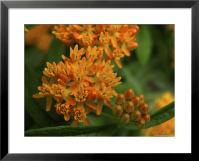 Close-Up Of Dragonflowers by White & Petteway Pricing Limited Edition Print image