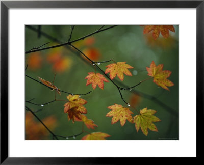 Detail Of Vine Maple Leaves In Autumn Colors by Melissa Farlow Pricing Limited Edition Print image