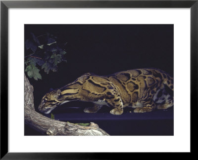 Rare Clouded Leopard Crouching Near Tree, Asia by Nina Leen Pricing Limited Edition Print image