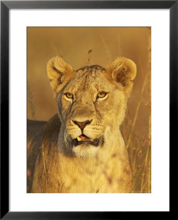 Lioness (Panthera Leo) Portrait In Late-Afternoon Light, Masai Mara National Reserve, Kenya by James Hager Pricing Limited Edition Print image