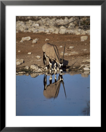 Oryx At Waterhole, Namibia, Africa by I Vanderharst Pricing Limited Edition Print image