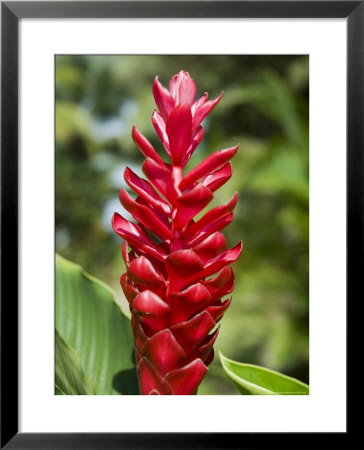 Ginger Bloom In Rainforest, Tortuguero National Park, Costa Rica, Central America by R H Productions Pricing Limited Edition Print image
