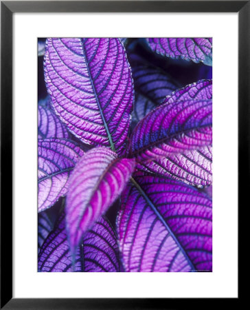 Tropical Foliage At Fond Deux Estate, St. Lucia, Caribbean by Greg Johnston Pricing Limited Edition Print image