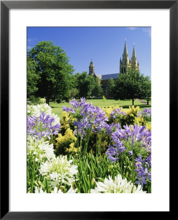 Agapanthus Flowers And St. Peters Anglican Cathedral, Adelaide, South Australia, Australia by Neale Clarke Pricing Limited Edition Print image