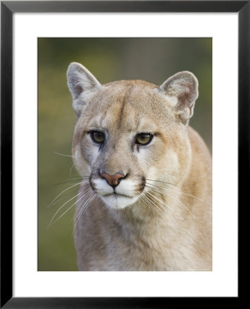Mountain Lion Staring, In Captivity, Minnesota Wildlife Connection, Minnesota, Usa by James Hager Pricing Limited Edition Print image