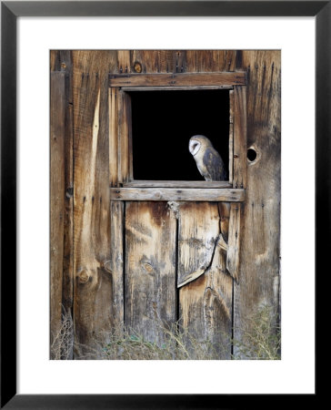 Captive Barn Owl (Tyto Alba) In Barn Window, Boulder County, Colorado by James Hager Pricing Limited Edition Print image