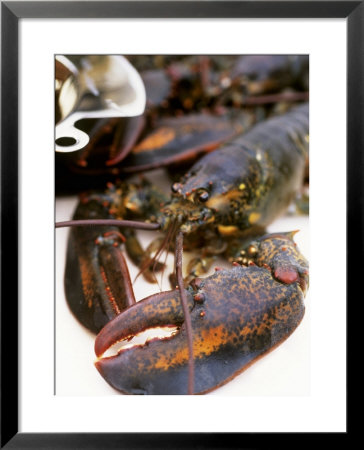 Canadian Lobster by Peter Medilek Pricing Limited Edition Print image