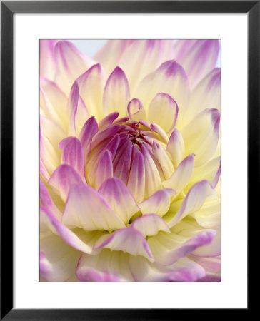 White And Purple Dahlia by Gerhard Bumann Pricing Limited Edition Print image