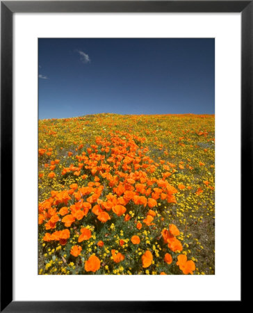 California Poppies, Antelope Valley, Lancaster, California by Terry Eggers Pricing Limited Edition Print image