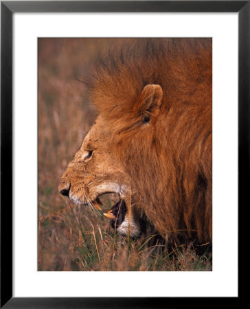 Male Lion, Masai Mara, Kenya by Dee Ann Pederson Pricing Limited Edition Print image