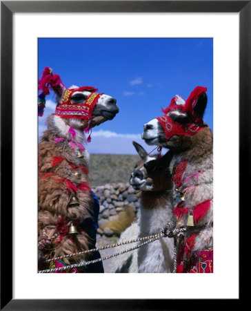 Llamas In Full Dress From The Alto Plano (High Plain) Region, Puno, Peru by Wes Walker Pricing Limited Edition Print image