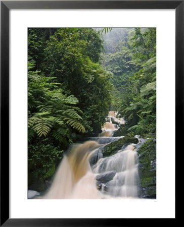 River Running Through Montane Rainforest, Nyungwe Forest National Park, Gisenyi, Rwanda by Ariadne Van Zandbergen Pricing Limited Edition Print image
