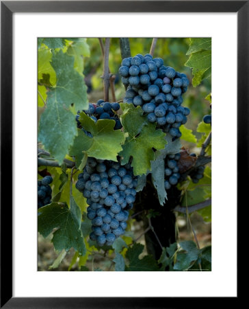 Close View Of Chianti Grapes Growing On A Vine In Tuscany, Italy by Todd Gipstein Pricing Limited Edition Print image