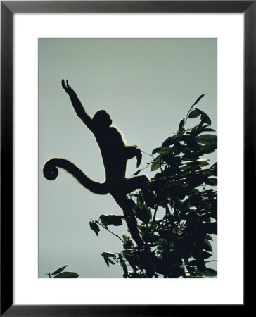 Grey Wooly Monkey Hurls Itself From A Bough In The Rain Forest by Mattias Klum Pricing Limited Edition Print image
