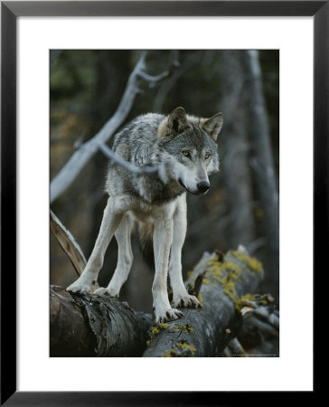 Gray Wolf, Canis Lupus, Walks Along A Fallen Tree by Jim And Jamie Dutcher Pricing Limited Edition Print image