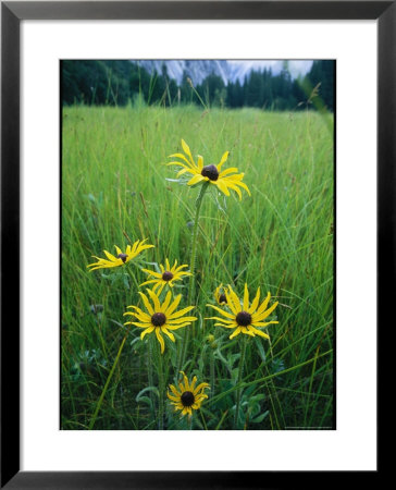 Black-Eyed Susan Flowers Blooming In A Yosemite Meadow by Phil Schermeister Pricing Limited Edition Print image