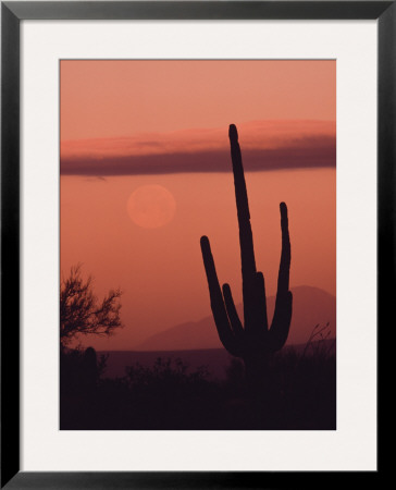Desert Scene With Full Moon And Saguaro Cactus At Sunset, Saguaro National Monument, Arizona by Ralph Lee Hopkins Pricing Limited Edition Print image