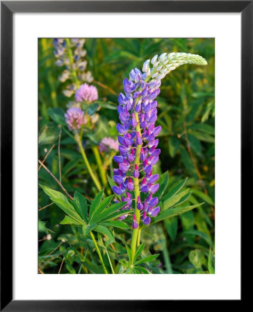 Stalk Of Lupine Flowers In The Spring, Arlington, Massachusetts, Usa by Darlyne A. Murawski Pricing Limited Edition Print image