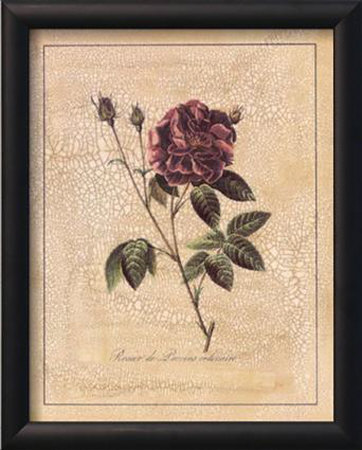 Rose Of Provence by Jennifer Goldberger Pricing Limited Edition Print image