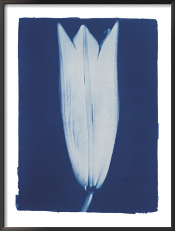Closed Lily 2/7, 2002 by Thomas Hager Pricing Limited Edition Print image