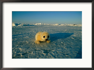 A  Newborn Harp Seal Pup In A Yellowcoat, Stares Directly At The Camera by Norbert Rosing Pricing Limited Edition Print image