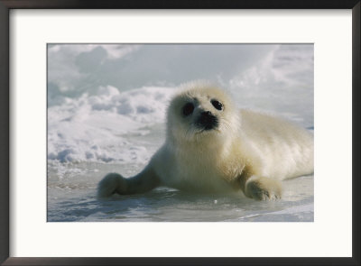 A Juvenile Harp Seal Lying On The Ice by Tom Murphy Pricing Limited Edition Print image