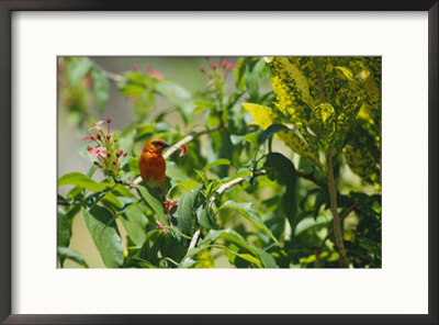 A Madagascar Fody Bird Holds A Flower Blossom In Its Bill by Bill Curtsinger Pricing Limited Edition Print image