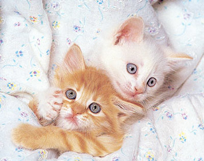 Kittens In Bed by Ron Kimball Pricing Limited Edition Print image