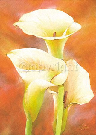 Three Callas In Light by Alicia Sloan Pricing Limited Edition Print image