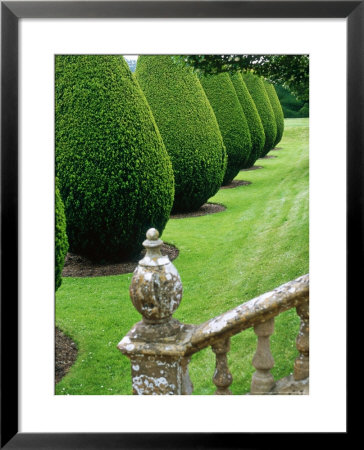 Avenue Of Apple Trees In Blossom by Jacqui Hurst Pricing Limited Edition Print image