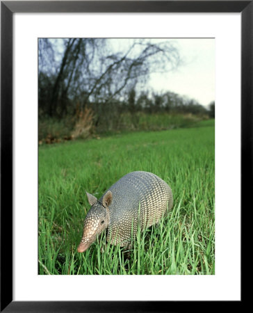 Nine-Banded Armadillo, Texas, Usa by Olaf Broders Pricing Limited Edition Print image