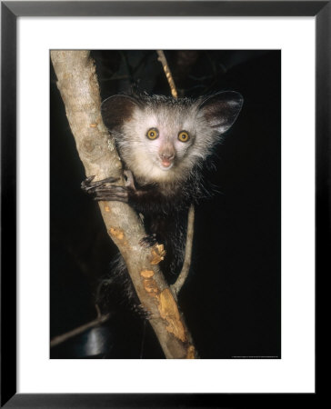 Aye-Aye, Warlock On Branch, Duke University Primate Center by David Haring Pricing Limited Edition Print image