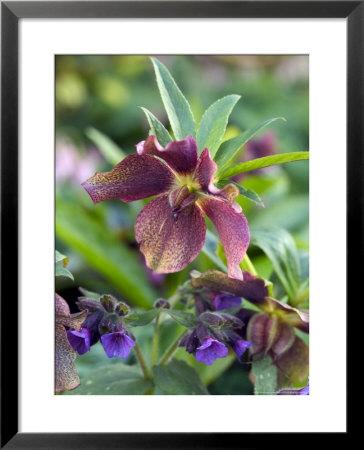 Helleborus X Hybridus And Pulmonaria (Elworthy Seedling) by Mark Bolton Pricing Limited Edition Print image