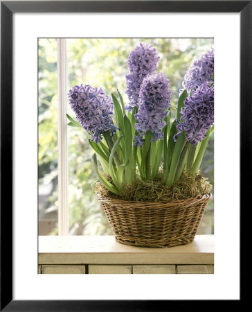 Hyacinthus (Hyacinth) In Basket On Windowsill by Lynne Brotchie Pricing Limited Edition Print image