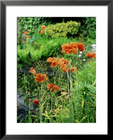 Orange Papaver (Poppy) Flowers In Combination With Carex Elata Aurea Bowles Golden Sedge by Ron Evans Pricing Limited Edition Print image