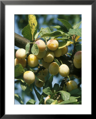 Plum Mirabelle De Nancy Golden Fruit On Tree by Michele Lamontagne Pricing Limited Edition Print image