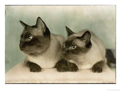Siamese Cats by Willard Culver Pricing Limited Edition Print image