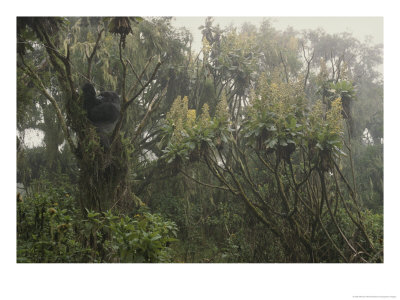 A Silverback Gorilla In A Moss-Covered Tree In The Rwanda Rain Forest by Michael Nichols Pricing Limited Edition Print image