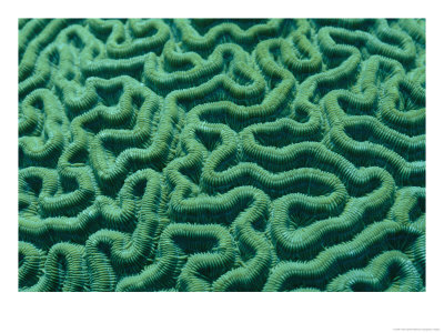 A Close View Of Bright Green Brain Coral by Todd Gipstein Pricing Limited Edition Print image