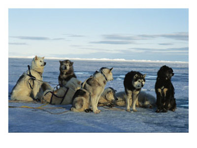 Dogsled Dogs Harnessed And Ready To Head Out With Their Musher by Norbert Rosing Pricing Limited Edition Print image